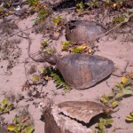 Sea turtle remains